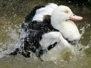 Radjah Shelduck (WWT Slimbridge August 2010) - pic by Nigel Key